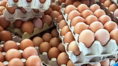 انخفاض سعر البيض