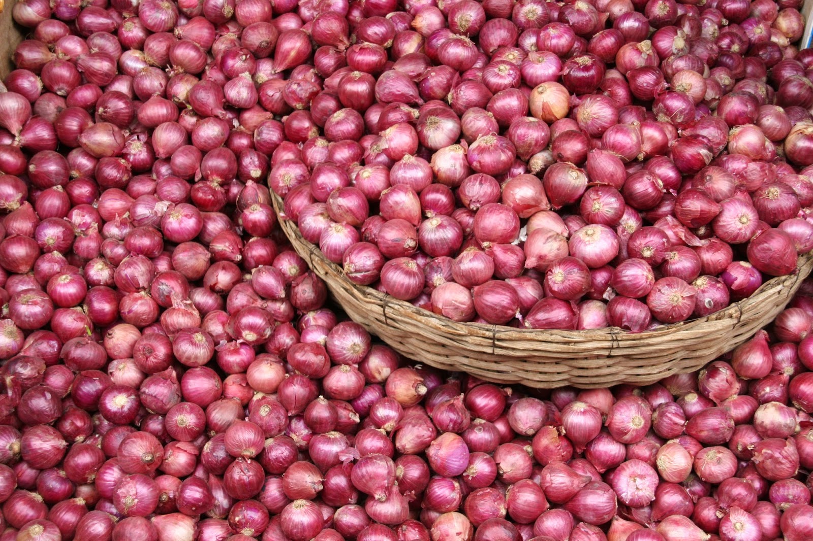 سعر البصل النهاردة