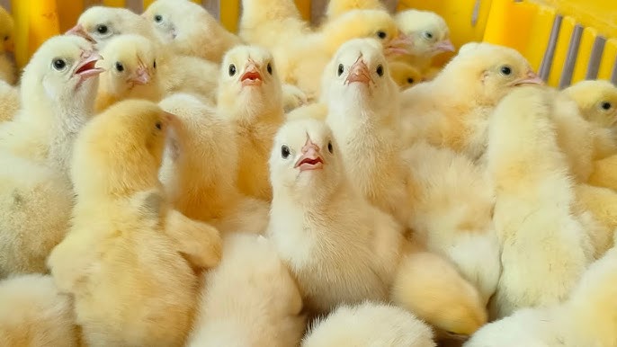 اسعار الكتاكيت اليوم الثلاثاء 13 يناير 2026 في مصر وأهم العوامل المؤثرة